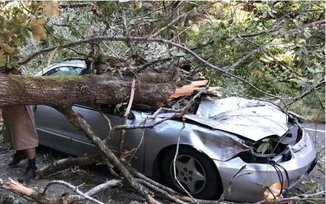 Popular comedian died in sad accident when massive tree limb fell on top of him