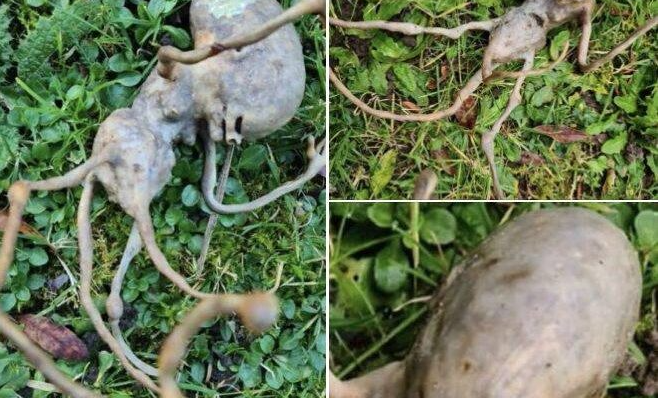 Neighbor finds ‘alien’ object in their backyard that has the internet stumped